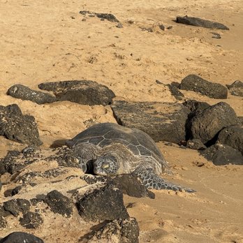 Poipu Beach - sea turtles! - Beaches Near Me - Koloa, Hawaii