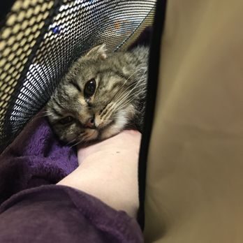 Westchester Puppies & Kittens - Very sick at vet - Pet Stores Near Me - Hartsdale, New York Westchester Puppies & Kittens - Very sick at vet - Pet Stores Near Me - Hartsdale, New York