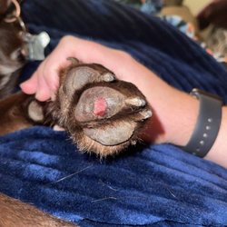 paws & claws - Puppy's feet