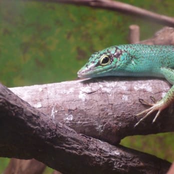 Virginia Zoo - Zoos Near Me - Norfolk, Virginia Virginia Zoo - Zoos Near Me - Norfolk, Virginia