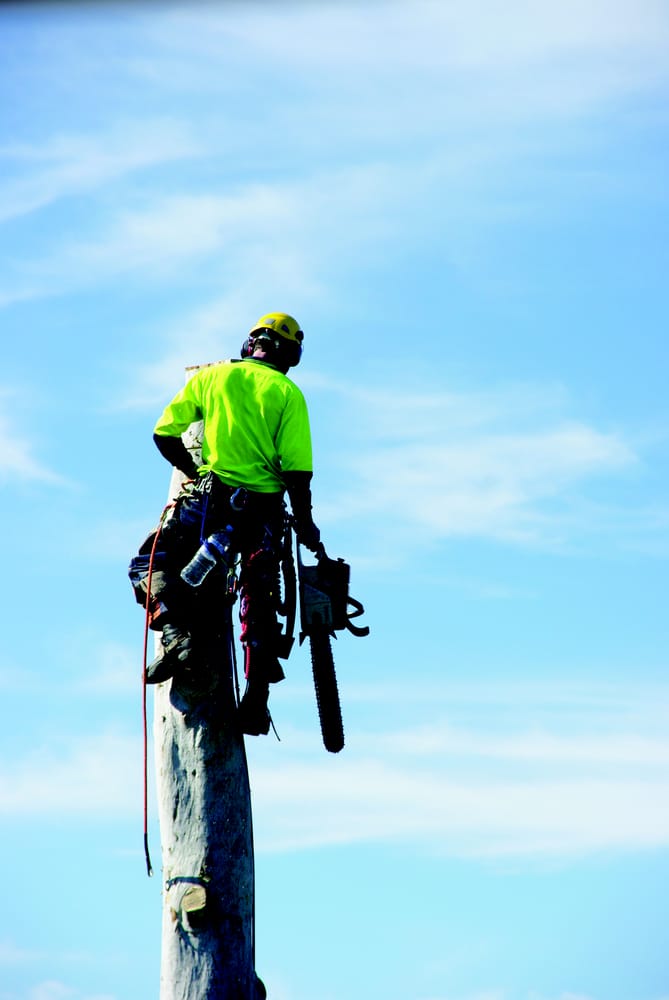 CROWN TO GROUND TREE SERVICES Updated May 2024 Yelp