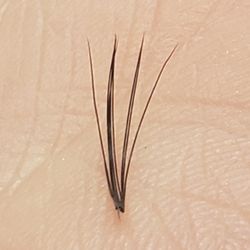 Fabulash