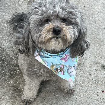 Sharp Pet Hospital - My girl with a bandana from the clinic ! - Veterinarians Near Me - North Hollywood, California Sharp Pet Hospital - My girl with a bandana from the clinic ! - Veterinarians Near Me - North Hollywood, California
