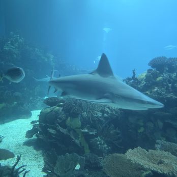 Oceanário de Lisboa - Thats a big shark - Aquariums Near Me - Lisbon, 11 Oceanário de Lisboa - Thats a big shark - Aquariums Near Me - Lisbon, 11