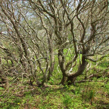 Lobster Cove Trail - Weird tree. - Hiking Near Me - Monhegan, Maine Lobster Cove Trail - Weird tree. - Hiking Near Me - Monhegan, Maine