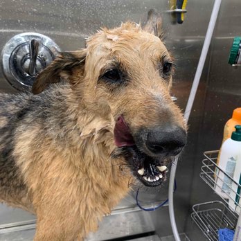 The Grooming Pawlor - Pet Groomers Near Me