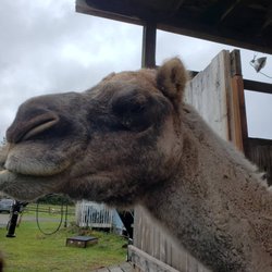 Redmond Petting Farm - The camel is 7 feet tall