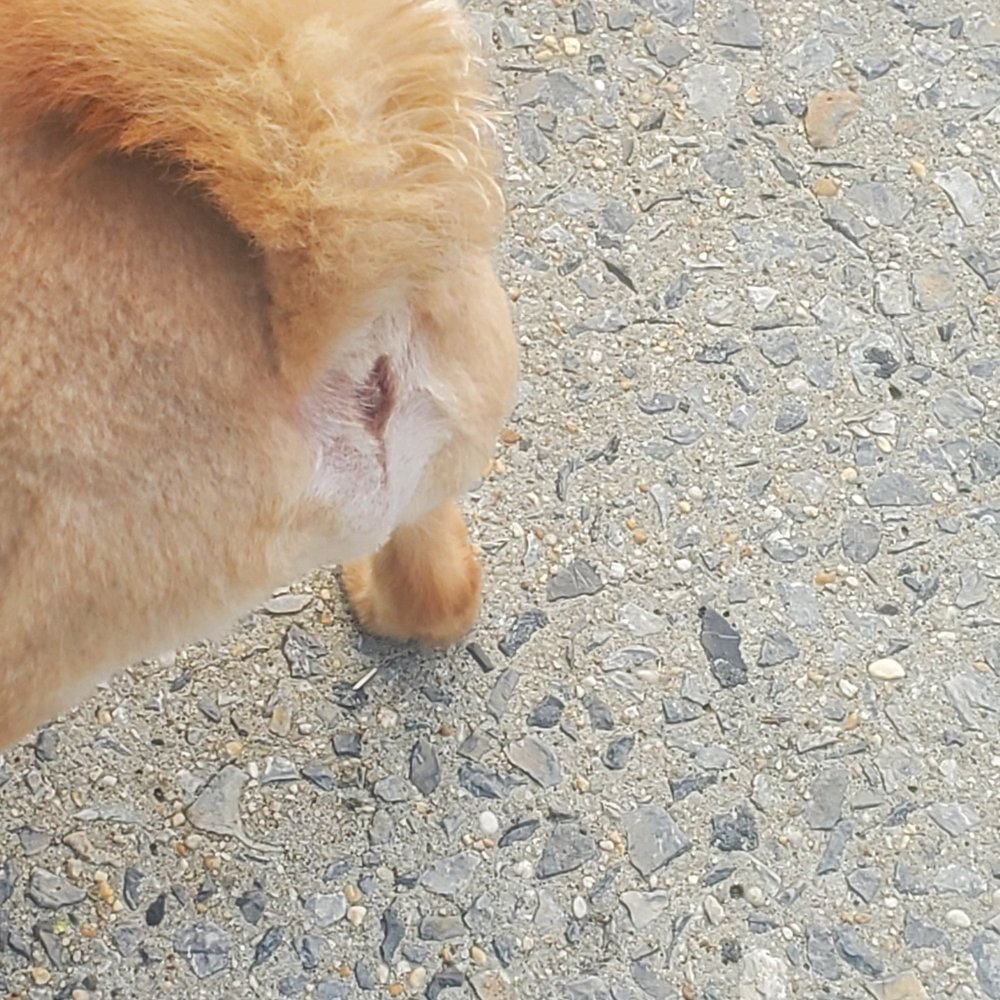 The Bark Shoppe - my other dog's butt hole is still red, four days later - Pet Groomers Near Me - New York, New York The Bark Shoppe - my other dog's butt hole is still red, four days later - Pet Groomers Near Me - New York, New York