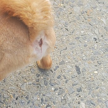 The Bark Shoppe - my other dog's butt hole is still red, four days later - Pet Groomers Near Me - New York, New York The Bark Shoppe - my other dog's butt hole is still red, four days later - Pet Groomers Near Me - New York, New York