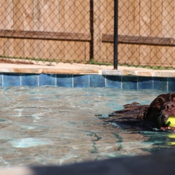 At Home Veterinary Care Pet Sitting 1833 Junwin Ct Tallahassee Fl Phone Number Yelp