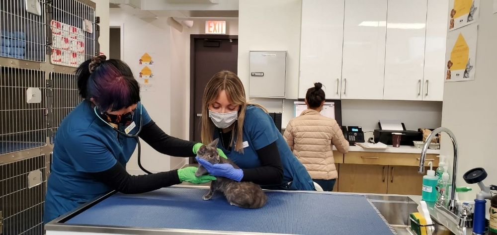 Greenpoint Veterinary Care Group