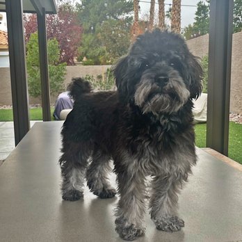 Paws on The Go Mobile Pet Spa - Pet Groomers Near Me Paws on The Go Mobile Pet Spa - Pet Groomers Near Me