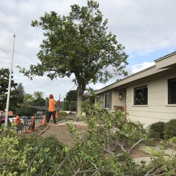 McMartin Tree Experts - Before picture - Tree Services Near Me McMartin Tree Experts - Before picture - Tree Services Near Me