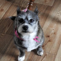 Awesome Paws Dog Grooming - Sophie loves Awesome Paws