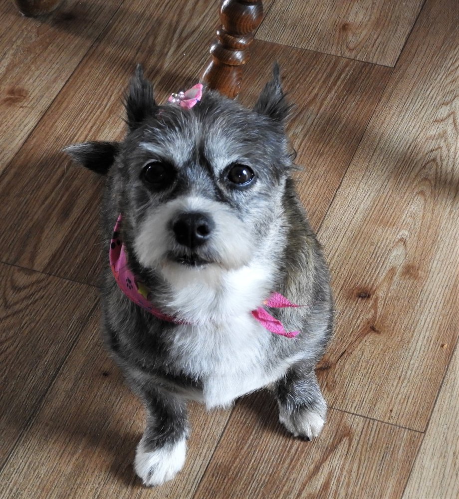 AWESOME PAWS DOG GROOMING Updated August 2024 465 Ridge Ave