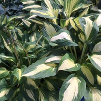 Case Garden Center - Hostas - Nurseries & Gardening Near Me - Rochester, New York