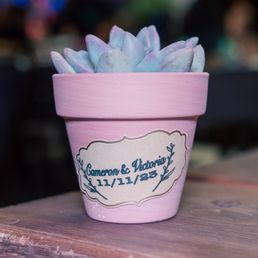 Succulents used for favors. We bought full plants and propagated about 8-10 succulents from each one.
