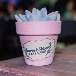 Ralphs Nursery - Succulents used for favors. We bought full plants and propagated about 8-10 succulents from each one.