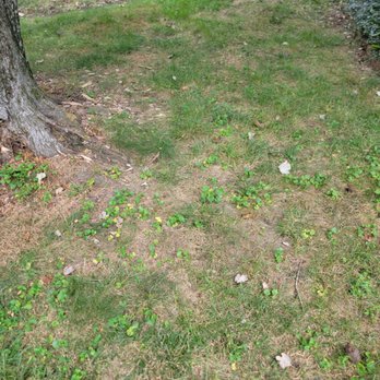 Lawn Masters - Lawn Services Near Me - Newburgh, Indiana