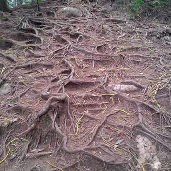 Kuliouou Ridge Trail - Roots on steep hill - Hiking Near Me - Honolulu, Hawaii Kuliouou Ridge Trail - Roots on steep hill - Hiking Near Me - Honolulu, Hawaii