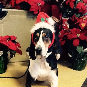 Key-Lore Kennel - Tilda at the annual Christmas Paw-ty - Pet Sitting Near Me - Flushing, Michigan