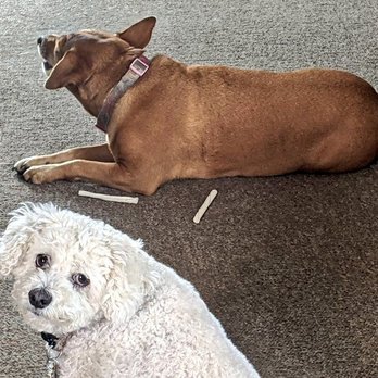 Tillema Veterinary Clinic - We're so lucky to have this level of vet care in our neighborhood. - Veterinarians Near Me - Corona, California