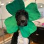 Photo of Bark & Bath Pet Salon