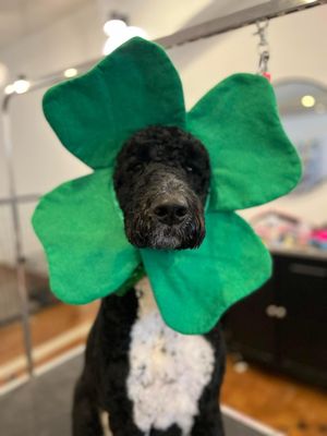 Bark & Bath Pet Salon