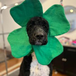 Bark & Bath Pet Salon - Bark and Bath