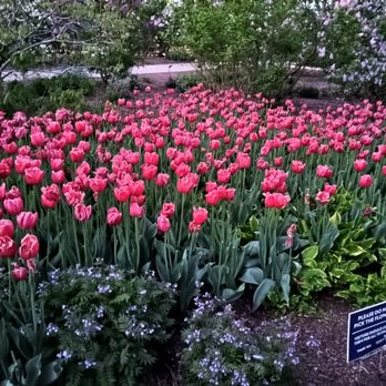 Lilacia Park - Tulips - Parks Near Me - Lombard, Illinois Lilacia Park - Tulips - Parks Near Me - Lombard, Illinois