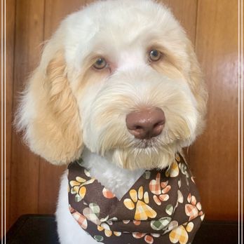 Spa For Paws - His eyes - Pet Groomers Near Me Spa For Paws - His eyes - Pet Groomers Near Me