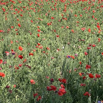 Wildseed Farms - Nurseries & Gardening Near Me - Fredericksburg, Texas
