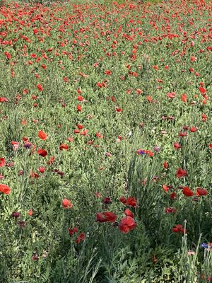 Wildseed Farms by null