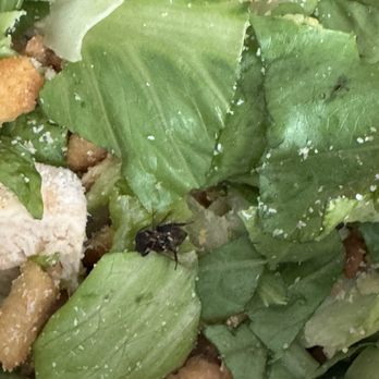 Just Salad - DEAD BUG - Salad Near Me - Westbury, New York Just Salad - DEAD BUG - Salad Near Me - Westbury, New York