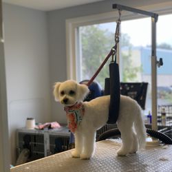 Happy Paws Pet Lounge - Freshly groomed!
