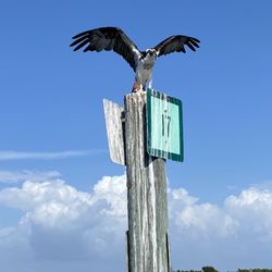 Captiva Watersports - Osprey off of Upper Captiva island