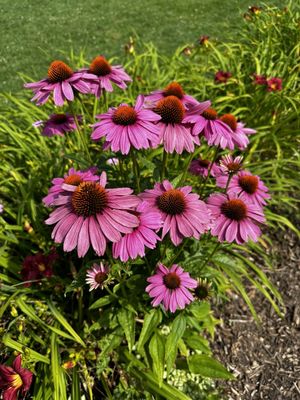 Matthaei Botanical Gardens by null