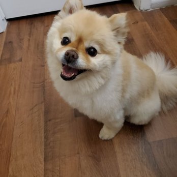 Sydnee's Pet Grooming - Khaleesi looks like a puppy again! - Pet Groomers Near Me - Centerville, Utah