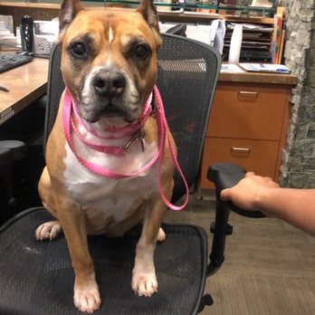 Truckee Meadows Veterinary Hospital - 11 years later and my dogs ears turned out great. - Veterinarians Near Me - Reno, Nevada Truckee Meadows Veterinary Hospital - 11 years later and my dogs ears turned out great. - Veterinarians Near Me - Reno, Nevada