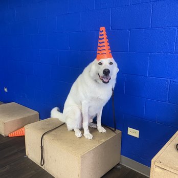 Bullet Proof Dog Training San Antonio - Pet Training Near Me - San Antonio, Texas