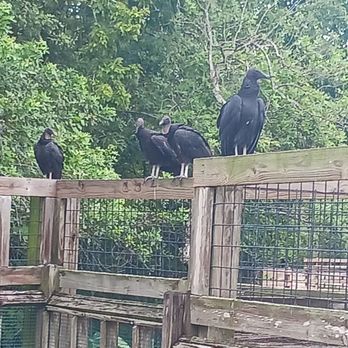Gatorland - I turned back at this point and wanted for others to walk with me. We made it out alive. LOL! - Zoos Near Me - Orlando, Florida Gatorland - I turned back at this point and wanted for others to walk with me. We made it out alive. LOL! - Zoos Near Me - Orlando, Florida