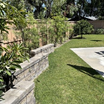 Newport Landscape - Did backyard sod and planted podocarpus - Landscaping Near Me Newport Landscape - Did backyard sod and planted podocarpus - Landscaping Near Me