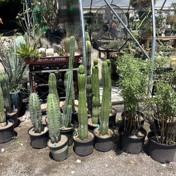 East Austin Succulents - Gardeners Near Me - Austin, Texas East Austin Succulents - Gardeners Near Me - Austin, Texas