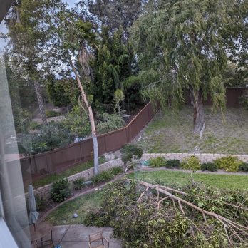 David's Tree service - Large tree fall - Tree Services Near Me