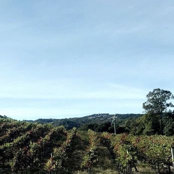 Alpha Omega - Wineries Near Me - Saint Helena, California Alpha Omega - Wineries Near Me - Saint Helena, California