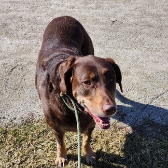 Mallard Lake County Forest Preserve - Maisie loves exploring new places to walk. - Fishing Near Me - Dupage, Illinois