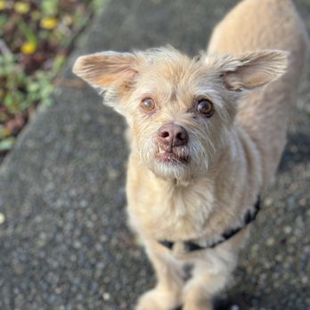 Close To Home Pet Services - milo West Seattle dog - Dog Walkers Near Me - Seattle, Washington Close To Home Pet Services - milo West Seattle dog - Dog Walkers Near Me - Seattle, Washington