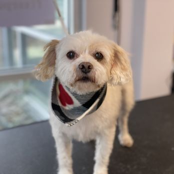 Fixer Pupper - Pet Groomers Near Me - Auburn, Washington Fixer Pupper - Pet Groomers Near Me - Auburn, Washington