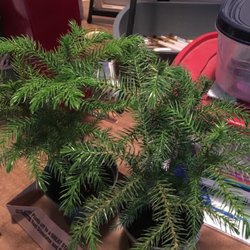The evergreen plants we bought. They were currently 6.99 a piece.