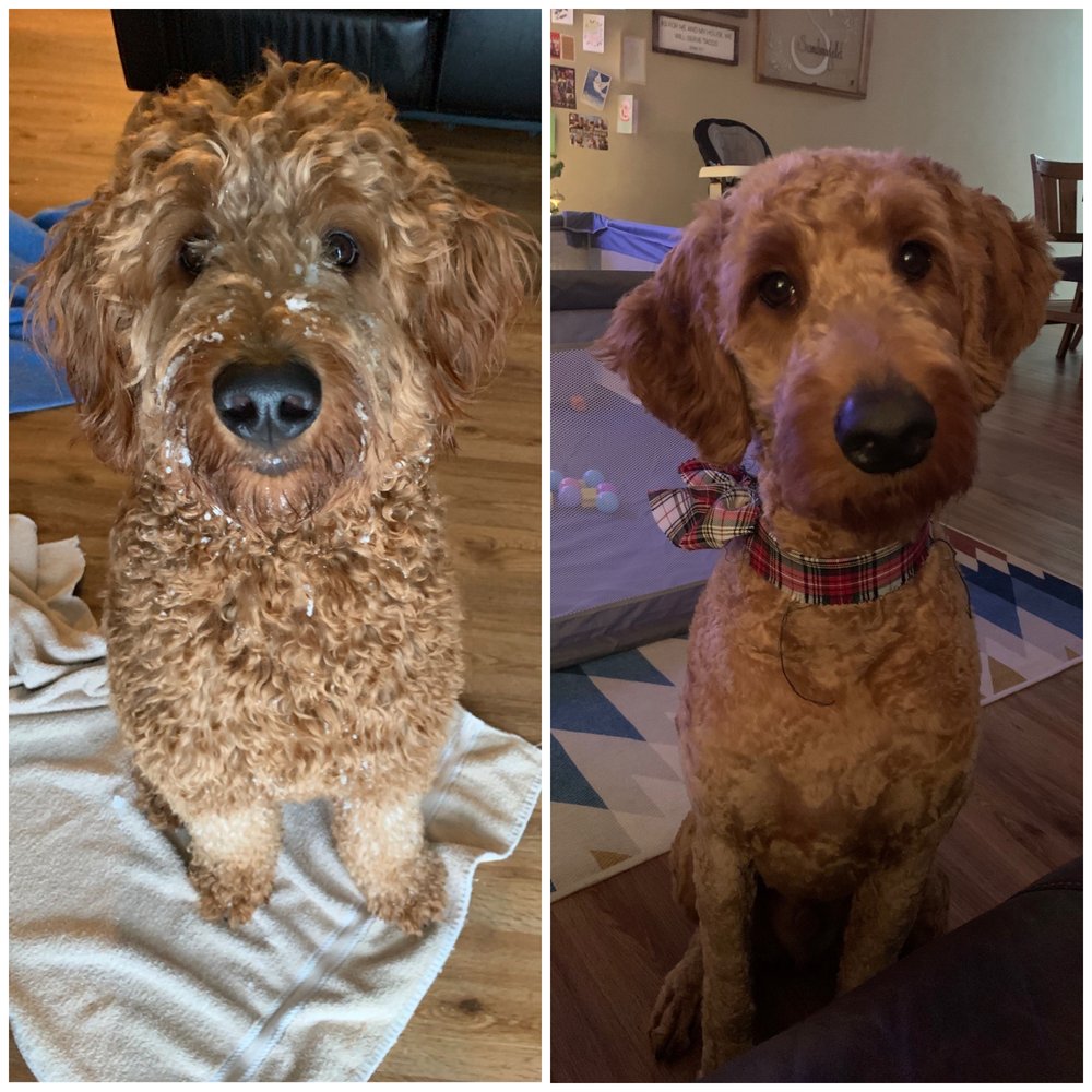 WisePup Grooming - Before and after of our goldendoodle - Pet Groomers Near Me - Cedar Rapids, Iowa WisePup Grooming - Before and after of our goldendoodle - Pet Groomers Near Me - Cedar Rapids, Iowa
